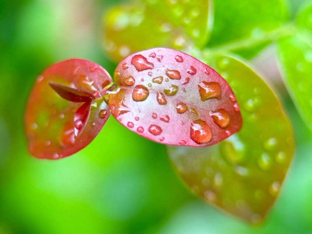 A close up of a leaf with water drops on it